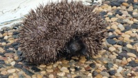 Der Igel.